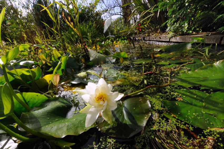 DSC 0636 Lily In Pond