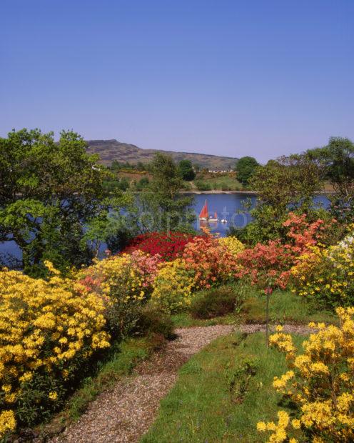 Lovely Spring Flowers On Loch Etive With Yacht And Ben Lora Argyll