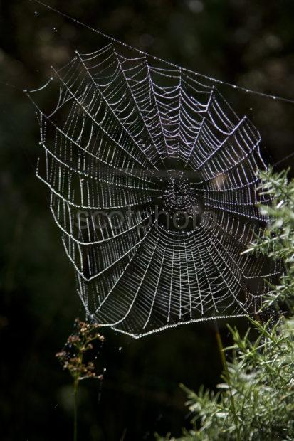 133A9754 Great Cobweb Against Shadow