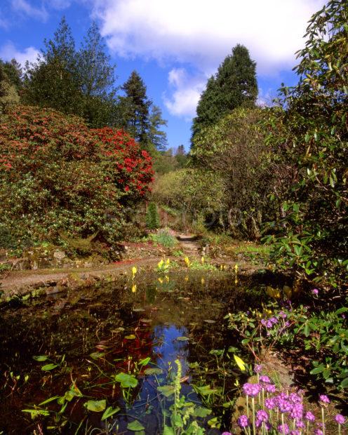 Untitled 147 Colourful Scene In Arduaine Gardens Loch Melfort