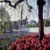 Springtime In George Square City Of Glasgow