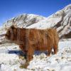 Highland Cow Glen Nevis Lochaber