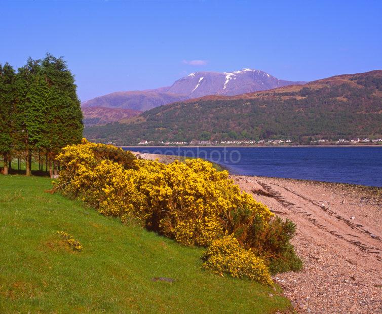 Unusual Spring View From Across Loch Eil Towards Fort William And Ben Nevis From Ardgour West Highlands 2