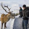 Y3Q9918 Tourist Interact With Wild Stag Rannoch Moor