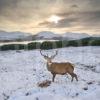 Y3Q9958 Wild Stag Near Loch Tulla West Highlands Small