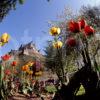 Tulips In Princes Street Gardens With Edinburgh Castle