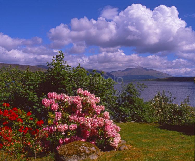 Magnificent Spring View Of Loch Etive And Ben Cruachan From The Shore At North Connel Argyll