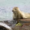 I5D8448 Lovely Pic Of Seal Pup Brodick Bay Arran