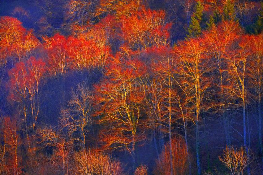 WY3Q7355 Trees Bathed In Evening Sun Autumn In Argyll