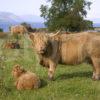 I5D0008 Highland Cows Duart Point Mull