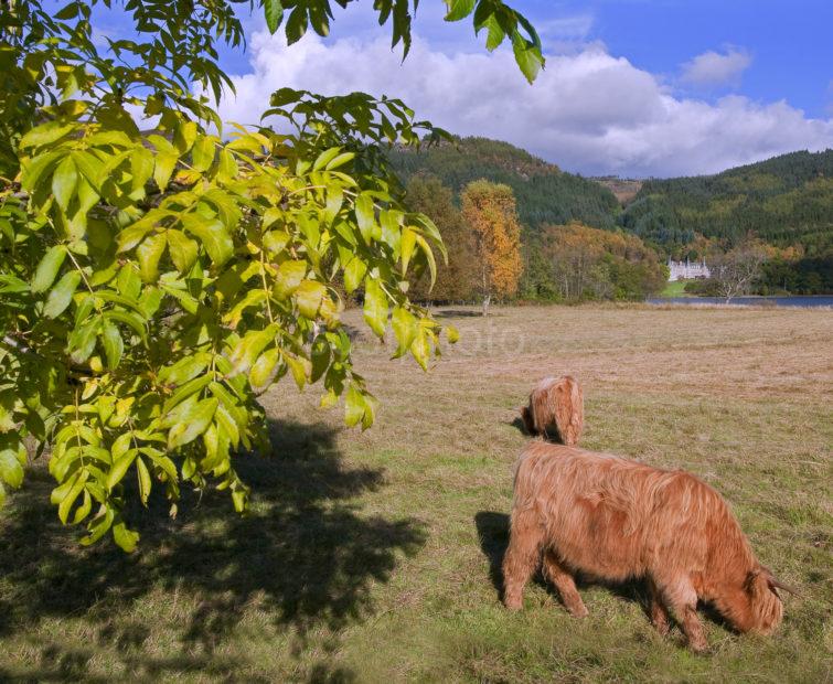 DSC 5609 HIGHLAND COWS AND LOCH VENACHAR TO HOTEL CROPPED