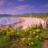 Picturesque View Of Dunaverty Bay As Seen From Dunaverty Point Southend Kintyre Argyll