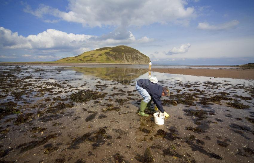 WY3Q7106 Picking Shellfish Near Davaar Island Kintrye Alex Morrison