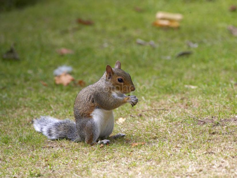 Grey Squirrel In Chester Park