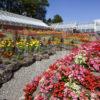 Fantastic Colour At Ardencraig Gardens Rothesay