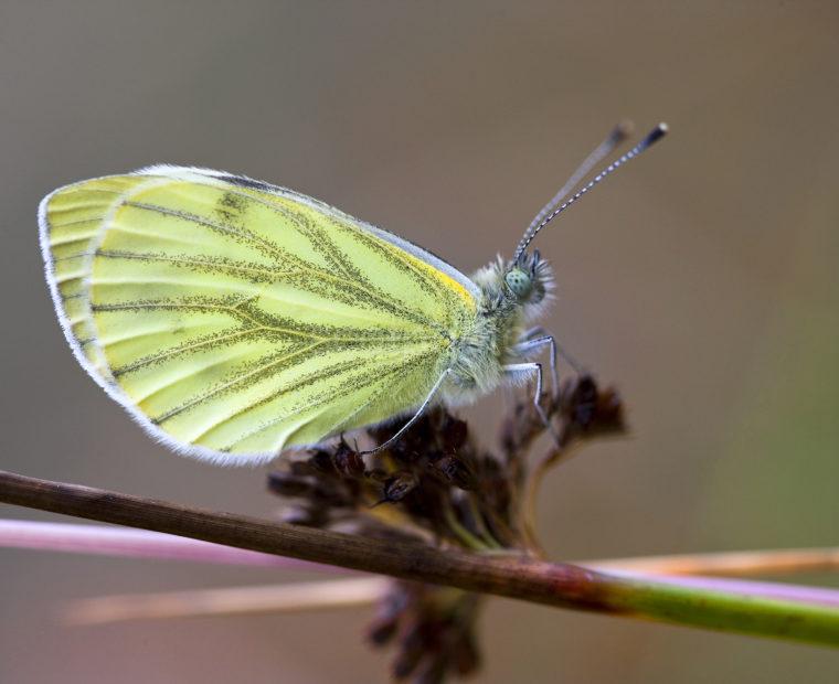 Lovely Shot Of Small Whire Resting