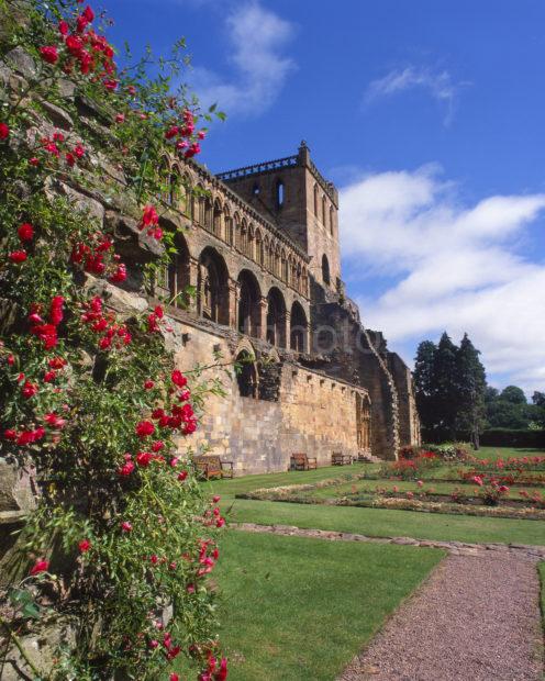 Summer View Of Jedburgh Abbey From Gardens Jedburgh Borders