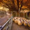 Penned Sheep In The Village Of Cladich On Loch Aweside Argyll