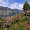 Springtime Scene On Loch Lochy