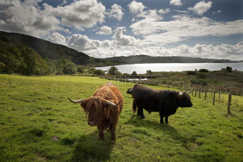 Highland Cows And Loch Melfort Argyll