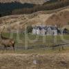 Stag With Dalness House Glen Etive