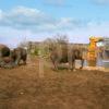 Elephants Chester Zoo