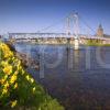 Daffodills On River Ness Inverness MEDIUM FILE