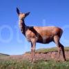 A Beautiful Picture Of A Red Deer In The West Of Scotland