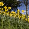 Daffodills Perthshire