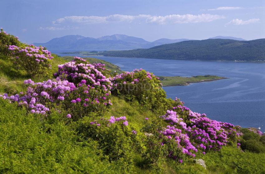 WY3Q0091 Summer View To Arran Kyles Of Bute