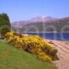 Unusual Spring View From Across Loch Eil Towards Fort William And Ben Nevis From Ardgour West Highlands