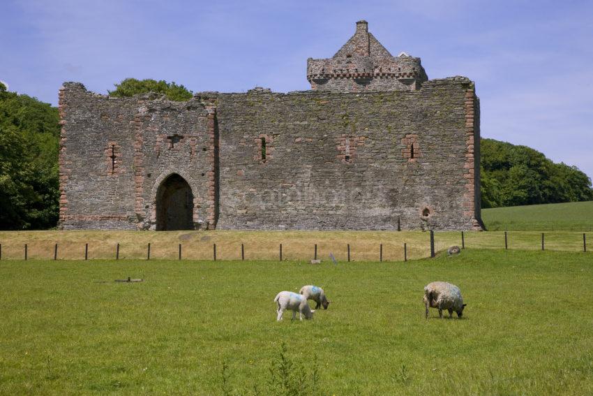 Skipness Castle With Sheep Grazing