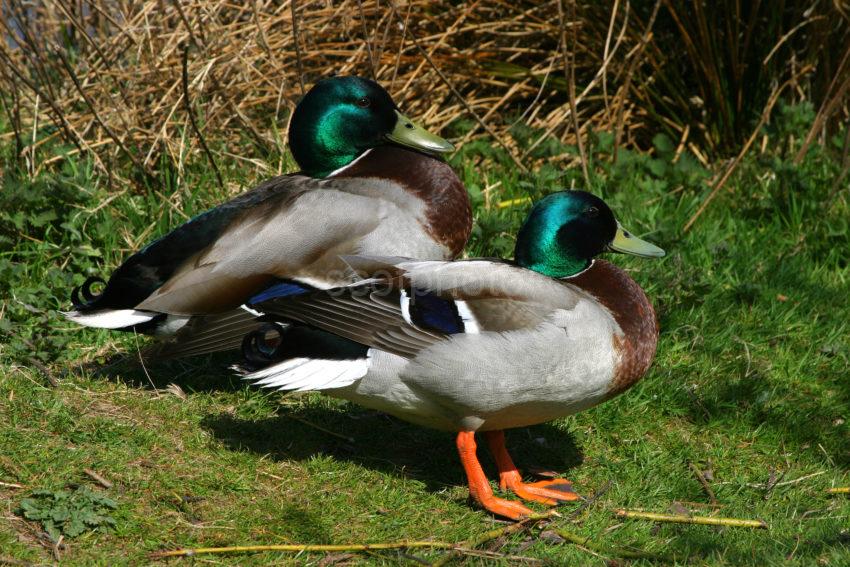 Mallard Ducks