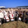 Weston Supermare Donkeys