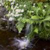 0I5D0632 Stream And Daisies