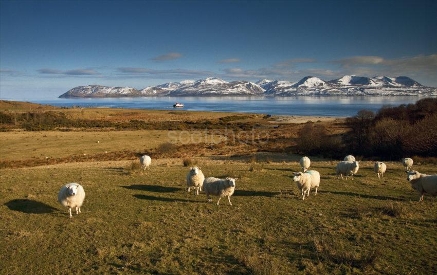 Arran With Skipness Ferry And Sheep