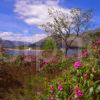 Early Summer View Towards The Ardgour Hills Seen From Across The Corran Narrows Loch Linnhe West Highlands