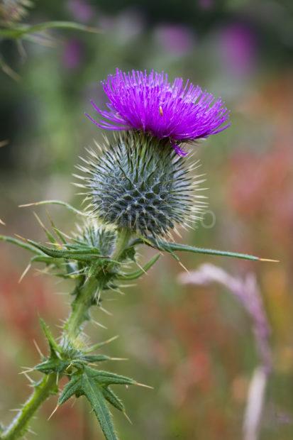 Scottish Thistle Good