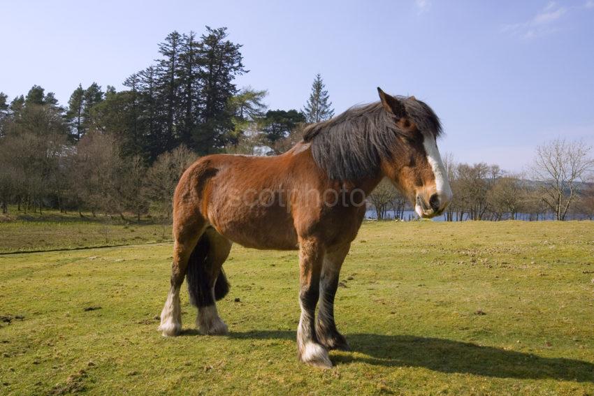 R7I6857Horse