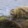 Great Shot Of Seal Pup Arran