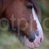 Y3Q9215 LONELY HORSE IN FIELD