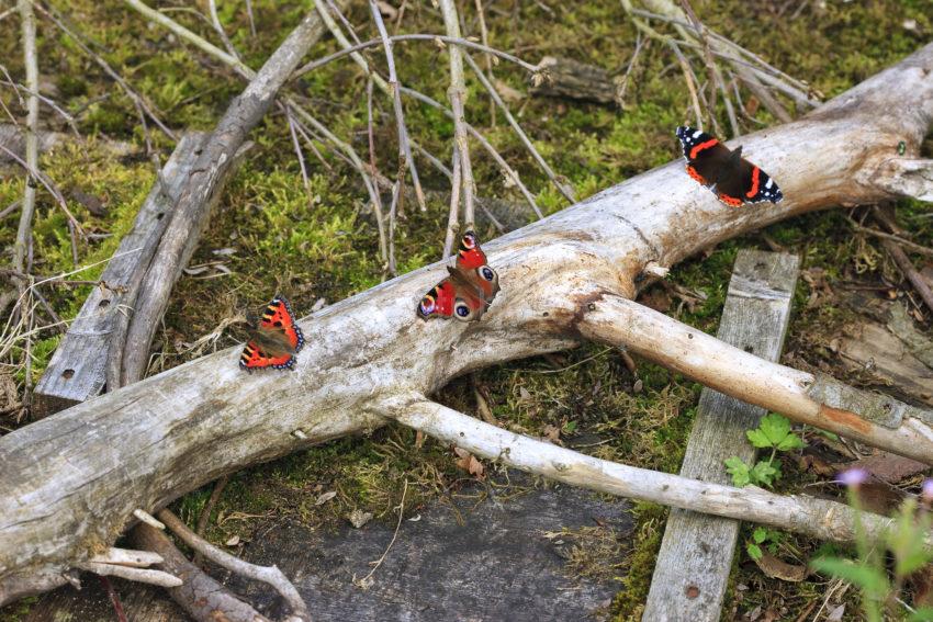 Three Types Of Butterflys Argyll