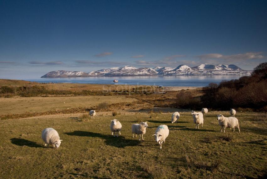 Arran And Sheep With Ferry From Kintyre