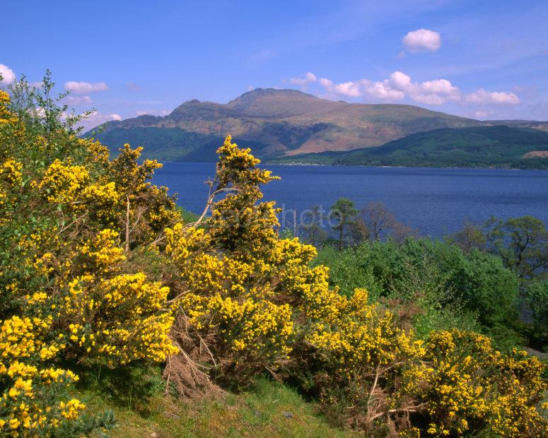 Spring Loch Lomond