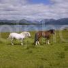 Two Horses Loch Creran Portrait