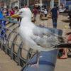 Seagull Blackpool Prom