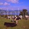 A Beautiful Summer View Towards Lamlash And Goatfell Arran