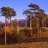 Winter View Through The Scots Pines Towards Inverlochy Castle Hotel Near Fort William Lochaber West Highlands