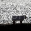 SILHOUETTE OF SHEEP BOLLARD ON CORRIE PIER