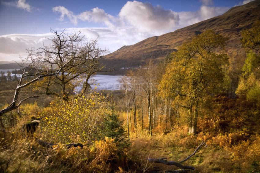 Y3Q0222 Autumn Over Loch Awe Nr Dalmally